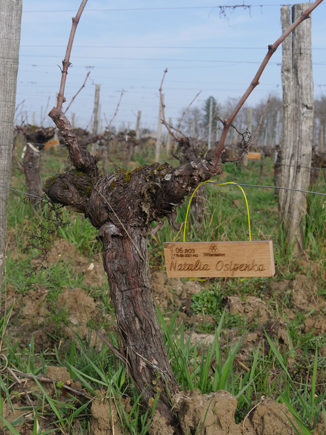 Виноградник на урожай